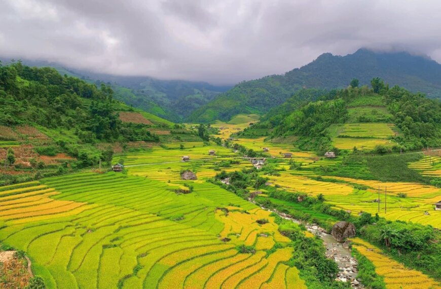 Sapa in August: Peak Rice…